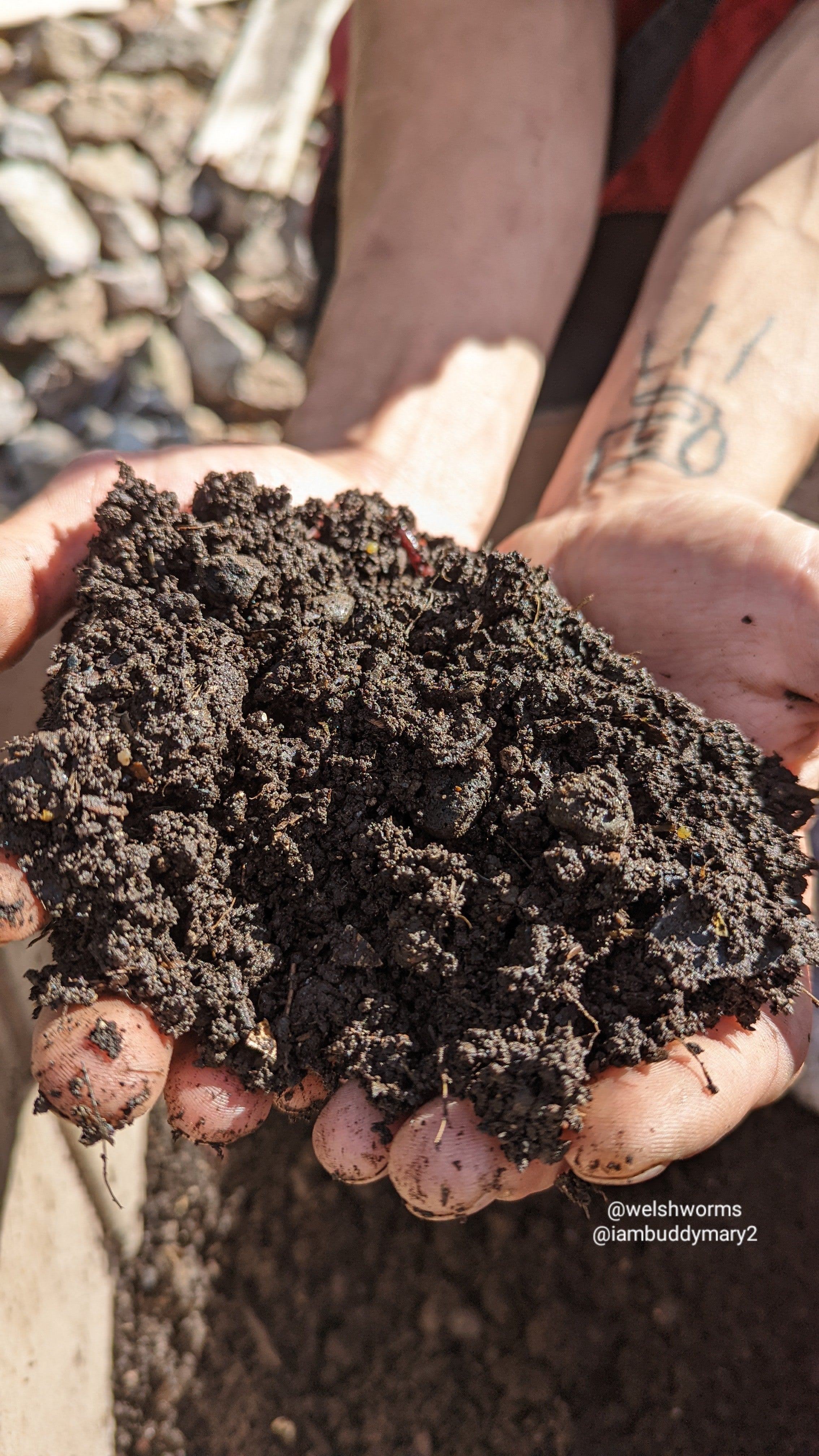 Welsh Worms Vermicompost